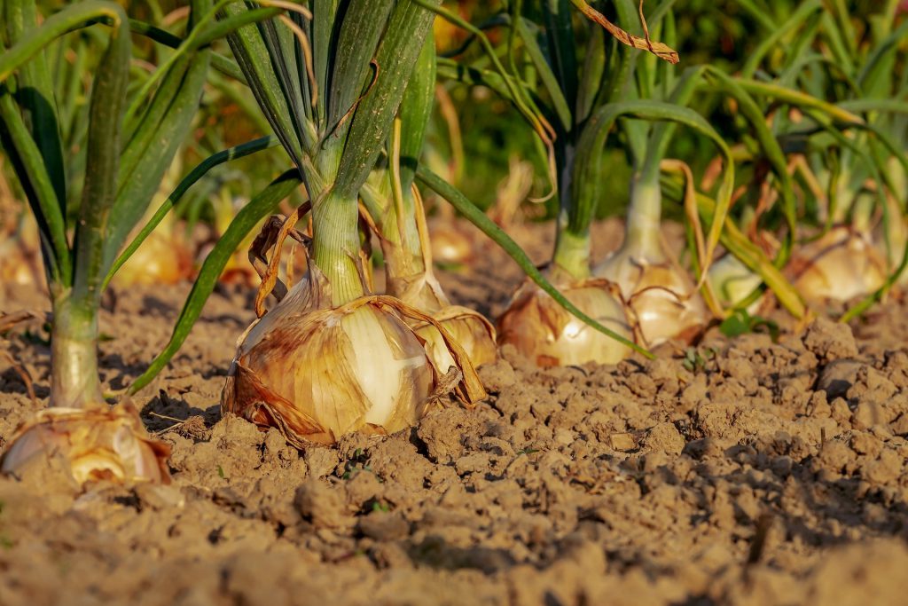Sector agroalimentario e internacionalización con Daniel Molina