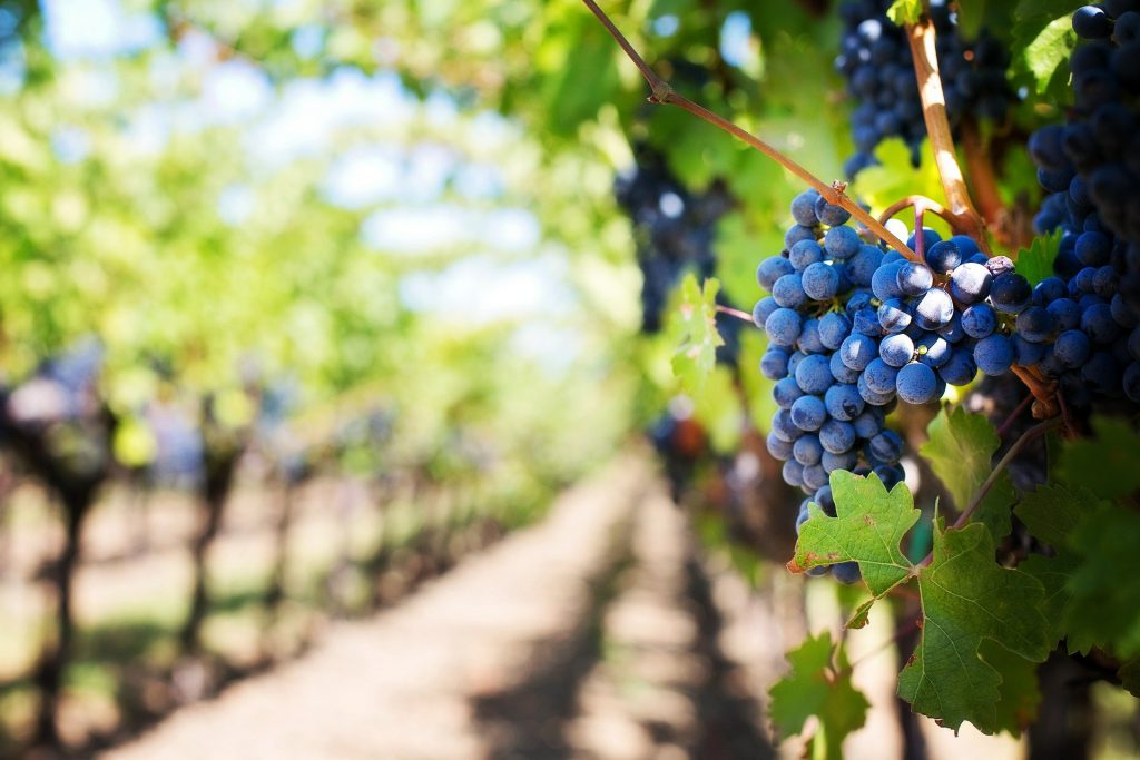 Industria agroalimentaria, marca y marca territorio