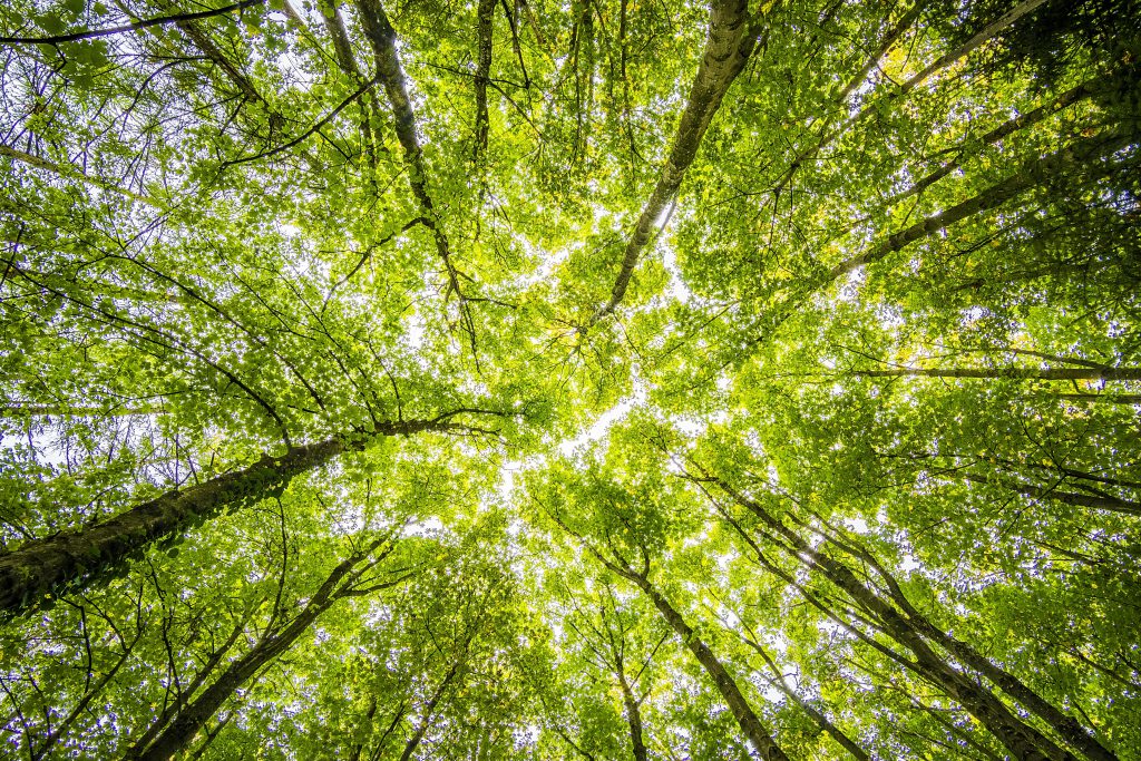 Desayuno sostenible: sembrando oxígeno compensamos CO2