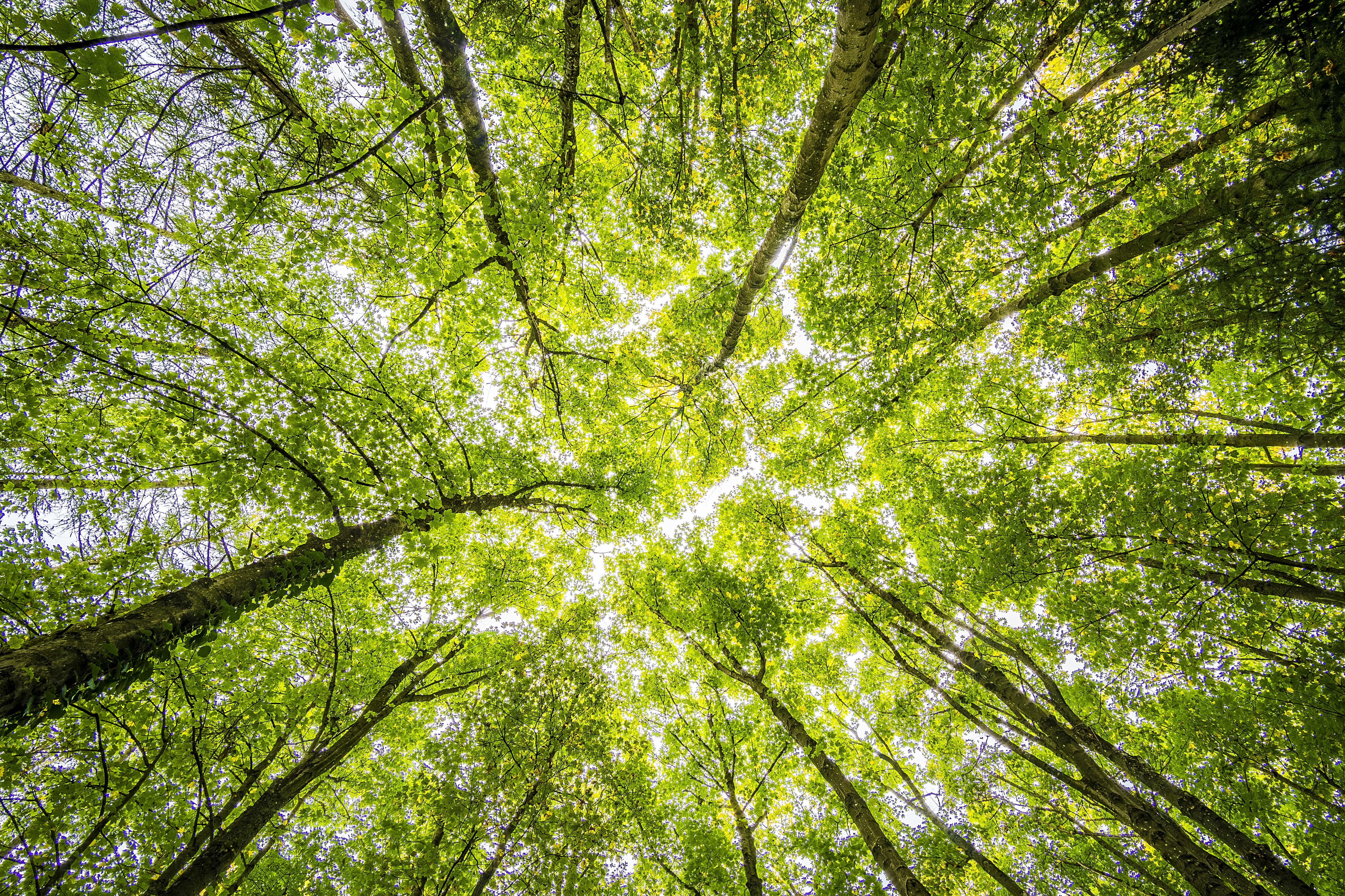 Desayuno sostenible: sembrando oxígeno compensamos CO2