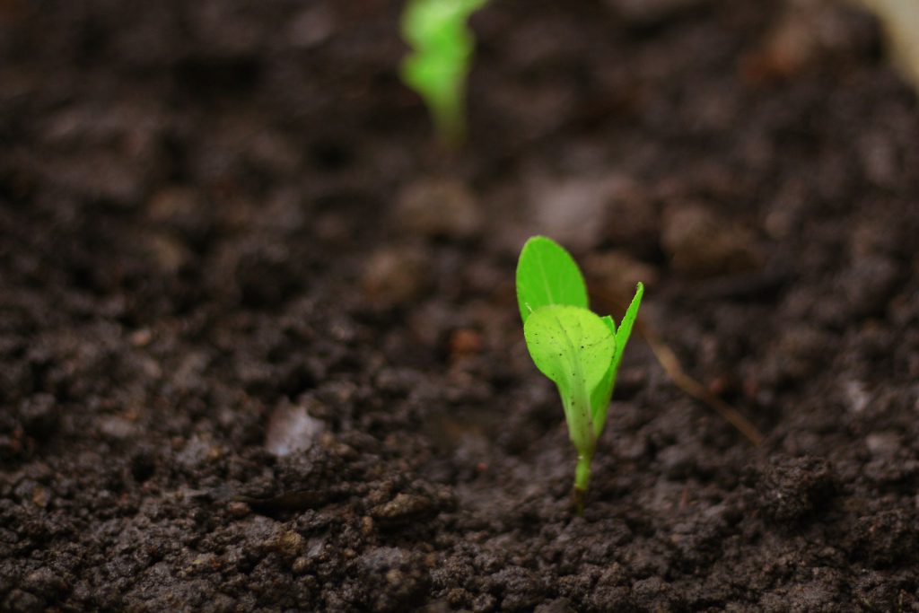 Observatorio sobre el sector agroalimentario de las regiones españolas. Aragón