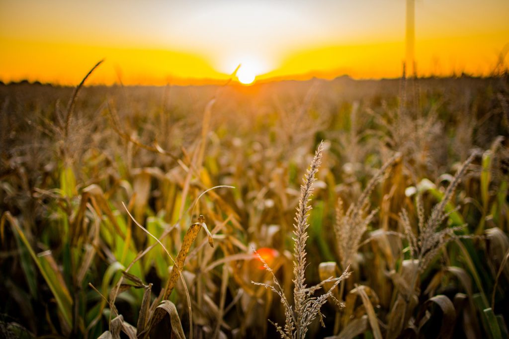 Perspectivas del mercado asiático para el sector agroalimentario.
