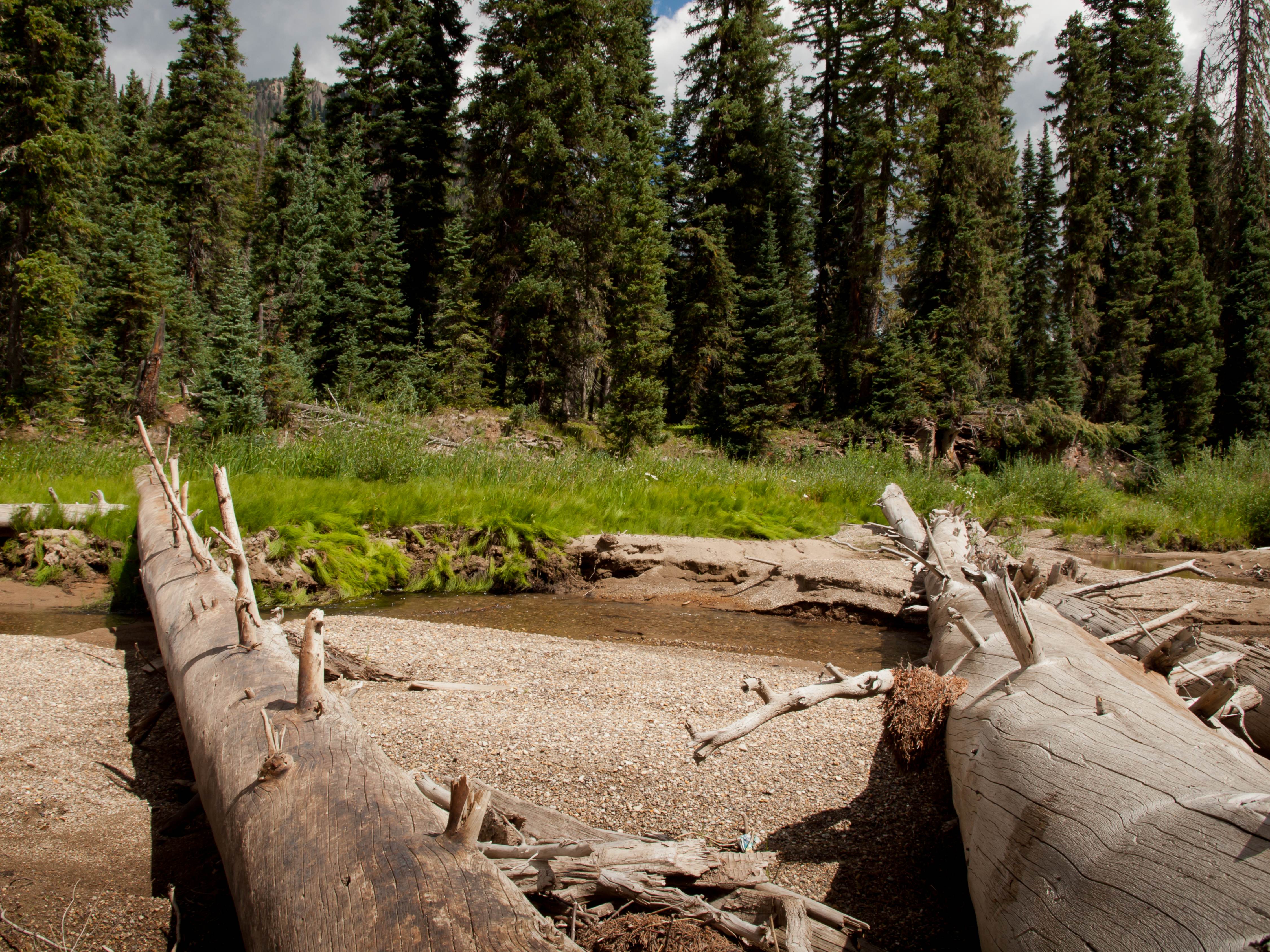 EUDR: un año exacto para cumplir antes de su entrada en vigor